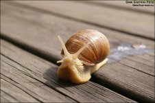 snigeln-larry-1.jpg