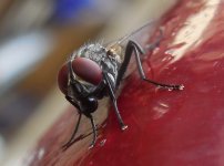 A_housefly_in_Chennai_(frontal_view).JPG