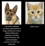 dog vs cat.jpg