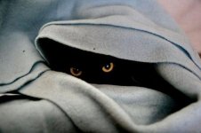 cat-kitty-katze-black-hiding-blanket-eyes-staring-hunter-lurk-watch-ambush-waiting.jpg