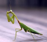 250px-Praying_mantis_india.jpg