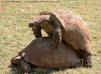 Turtles doing....jpg