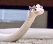 ssssnake.JPG