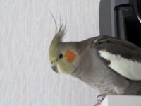 IMG_0267.JPG
