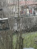 Vit dunboll med lång svans (1).jpg