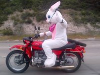Easter-bunny.jpg