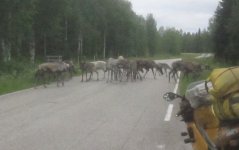 Vägrenar (2).JPG