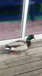 pippis1.PNG