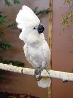 Kakadua  Cockatoo.jpg