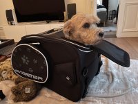 doggi.jpg