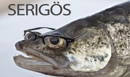 serigös.jpg