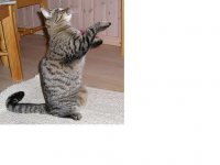 Vixie på baktassarna.JPG