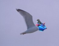minho%20adult%20flight%20dot%20P5%20heavy%20indent%20much%20white.jpeg
