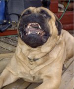 mördarhund.JPG
