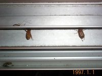 DCP00590.JPG