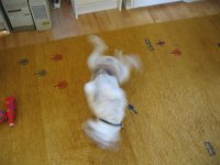 IMG_0013 (Large).JPG
