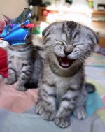 Kissekatt.JPG