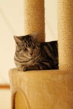 Katt-2.jpg