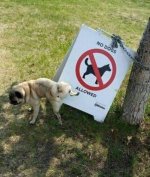 Dog_pissed.jpg