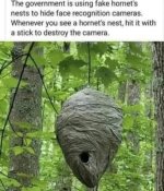 Hornest_cam.jpg