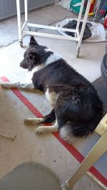 IMG_20240627_152557_061.jpg