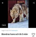 blandras.jpg