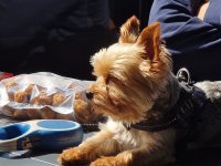Fin_hund.jpg