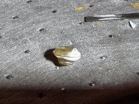 IMG_9128.jpeg