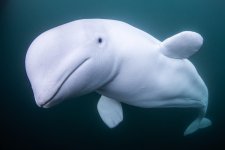 beluga-whale-swimming-Norway.jpg