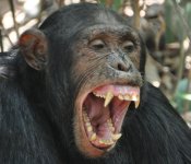 Yawning Darwin.JPG