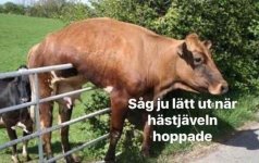 IMG_3749.jpeg