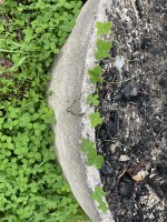 IMG_0417.jpeg