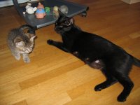 Tanjas kattungar (4)Liten.JPG