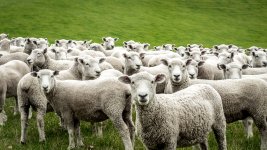 sheep.jpg