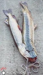 xfish.jpg