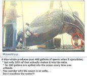 whale.jpg
