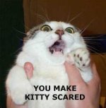 kittyscared.jpg