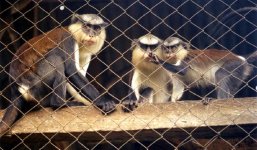 monkeys.jpg