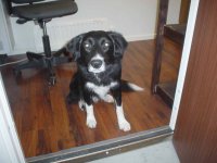 dogs 002.jpg