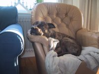 Dogge2.JPG