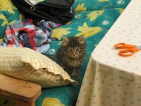 katten1.JPG