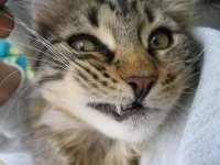 katten2.JPG