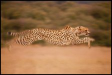 cheetah.jpeg