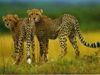 cheetah.jpg