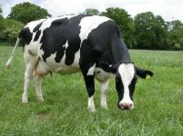 cow.jpg