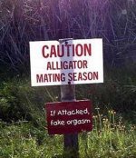 Alligators.jpg