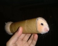 hot-hamster.jpg