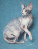 sphynx.gif
