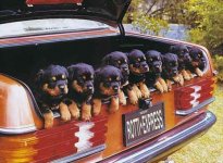 rottie xpress.jpg