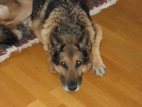 Bamse liten 3.JPG